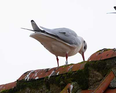 Black-headed Gull (Chroicocephalus ridibundus) [Dragør, Denmark]