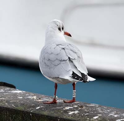 Black-headed Gull (Chroicocephalus ridibundus) [Dragør, Denmark]
