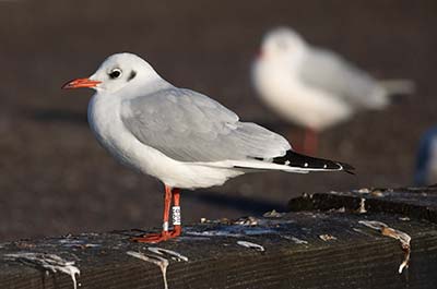 Black-headed Gull