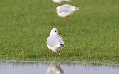 Black-headed Gull (Chroicocephalus ridibundus) [Dragør, Denmark]