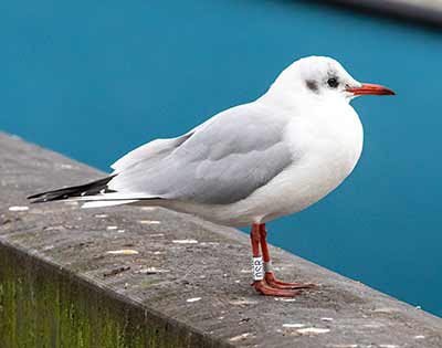 Black-headed Gull (Chroicocephalus ridibundus) [Dragør, Denmark]