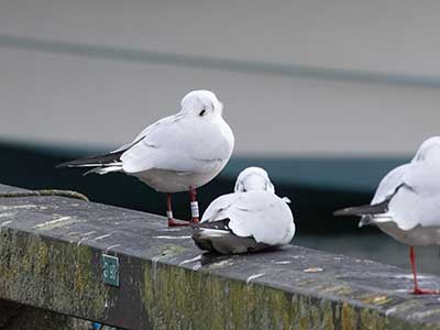 Black-headed Gull (Chroicocephalus ridibundus) [Dragør, Denmark]