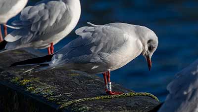 Black-headed Gull (Chroicocephalus ridibundus) [Dragør, Denmark]