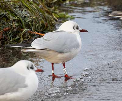 Black-headed Gull (Chroicocephalus ridibundus) [Dragør, Denmark]
