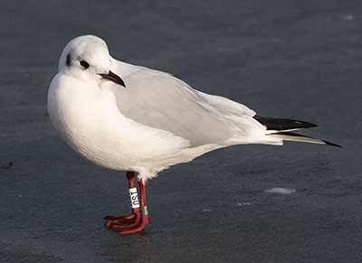Black-headed Gull (Chroicocephalus ridibundus) [Dragør, Denmark]