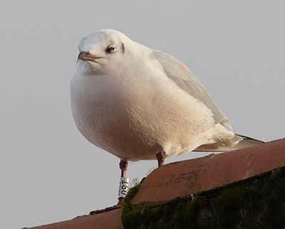 Black-headed Gull (Chroicocephalus ridibundus) [Dragør, Denmark]