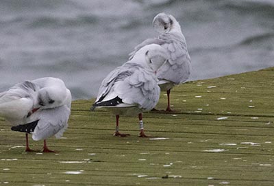 Black-headed Gull (Chroicocephalus ridibundus) [Søstjernen (Amager Strand), Denmark]