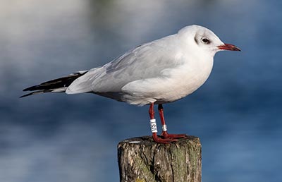 Black-headed Gull (Chroicocephalus ridibundus) [Dragør, Denmark]
