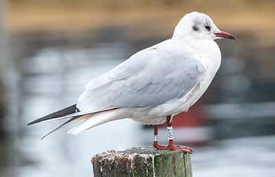 Black-headed Gull (Chroicocephalus ridibundus) [Dragør, Denmark]