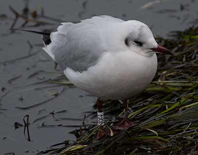 Black-headed Gull (Chroicocephalus ridibundus) [Dragør, Denmark]