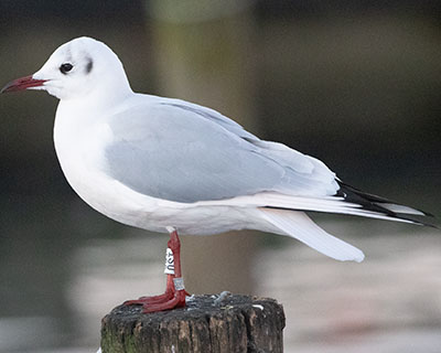 Black-headed Gull (Chroicocephalus ridibundus) [Dragør, Denmark]