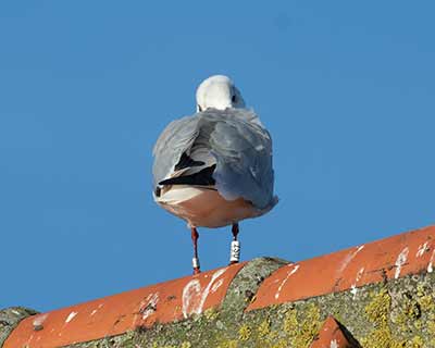 Black-headed Gull (Chroicocephalus ridibundus) [Dragør, Denmark]