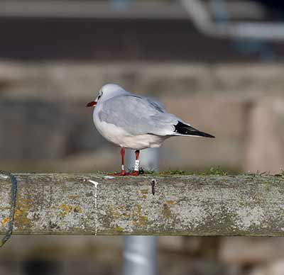 Black-headed Gull (Chroicocephalus ridibundus) [Dragør, Denmark]