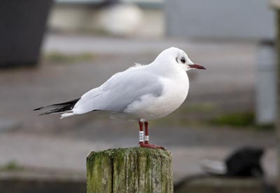 Black-headed Gull (Chroicocephalus ridibundus) [Dragør, Denmark]