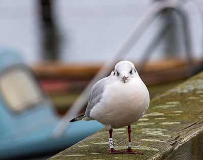 Black-headed Gull (Chroicocephalus ridibundus) [Dragør, Denmark]