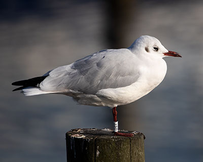 Black-headed Gull (Chroicocephalus ridibundus) [Dragør, Denmark]