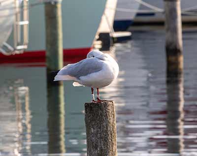 Black-headed Gull (Chroicocephalus ridibundus) [Dragør, Denmark]