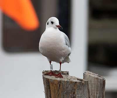 Black-headed Gull (Chroicocephalus ridibundus) [Dragør, Denmark]