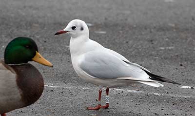 Black-headed Gull (Chroicocephalus ridibundus) [Dragør, Denmark]