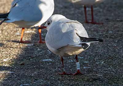 Black-headed Gull (Chroicocephalus ridibundus) [Dragør, Denmark]