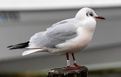Black-headed Gull (Chroicocephalus ridibundus) [Dragør, Denmark]