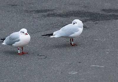Black-headed Gull (Chroicocephalus ridibundus) [Dragør, Denmark]
