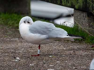 Black-headed Gull (Chroicocephalus ridibundus) [Dragør, Denmark]
