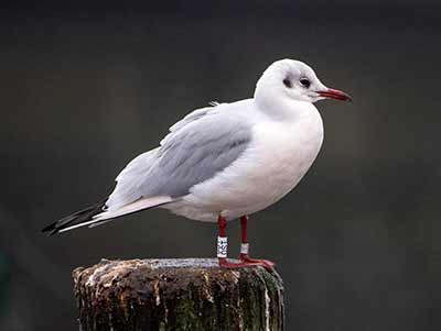 Black-headed Gull (Chroicocephalus ridibundus) [Dragør, Denmark]