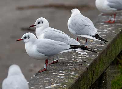 Black-headed Gull (Chroicocephalus ridibundus) [Dragør, Denmark]