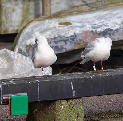 Black-headed Gull (Chroicocephalus ridibundus) [Dragør, Denmark]
