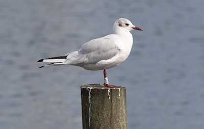 Black-headed Gull (Chroicocephalus ridibundus) [Dragør, Denmark]