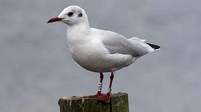 Black-headed Gull (Chroicocephalus ridibundus) [Dragør, Denmark]