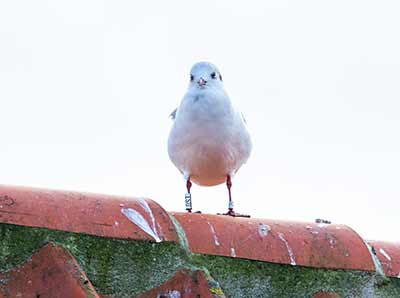 Black-headed Gull (Chroicocephalus ridibundus) [Dragør, Denmark]