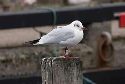 Black-headed Gull (Chroicocephalus ridibundus) [Dragør, Denmark]