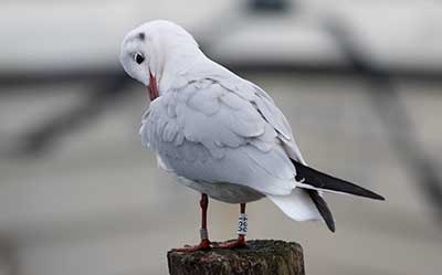 Black-headed Gull (Chroicocephalus ridibundus) [Dragør, Denmark]