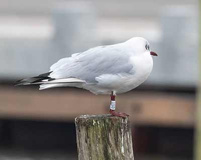 Black-headed Gull (Chroicocephalus ridibundus) [Dragør, Denmark]