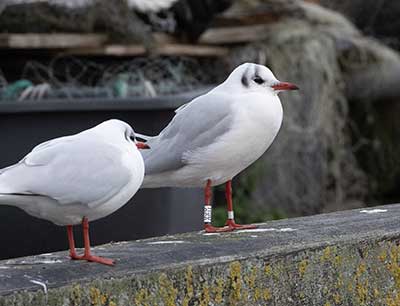 Black-headed Gull (Chroicocephalus ridibundus) [Dragør, Denmark]