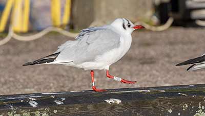 Black-headed Gull (Chroicocephalus ridibundus) [Dragør, Denmark]