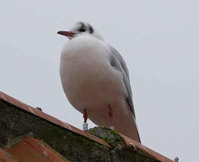 Black-headed Gull (Chroicocephalus ridibundus) [Dragør, Denmark]