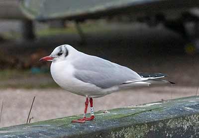 Black-headed Gull (Chroicocephalus ridibundus) [Dragør, Denmark]