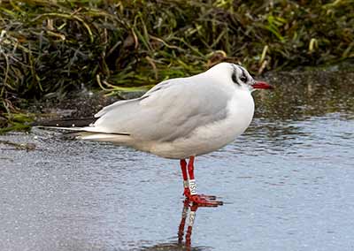 Black-headed Gull (Chroicocephalus ridibundus) [Dragør, Denmark]