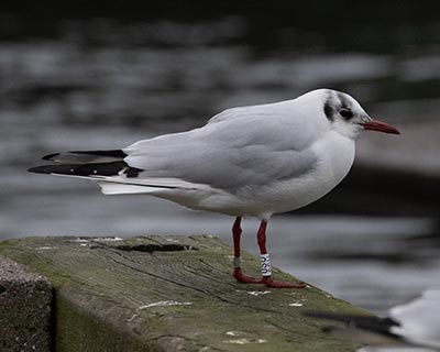 Black-headed Gull (Chroicocephalus ridibundus) [Dragør, Denmark]