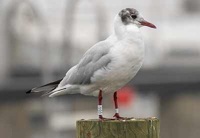 Black-headed Gull (Chroicocephalus ridibundus) [Dragør, Denmark]
