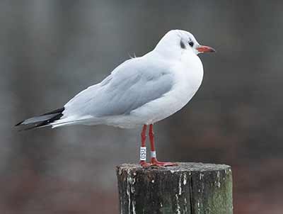 Black-headed Gull (Chroicocephalus ridibundus) [Dragør, Denmark]