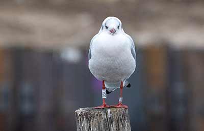 Black-headed Gull (Chroicocephalus ridibundus) [Dragør, Denmark]
