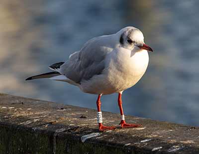 Black-headed Gull (Chroicocephalus ridibundus) [Dragør, Denmark]