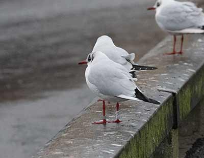 Black-headed Gull (Chroicocephalus ridibundus) [Dragør, Denmark]