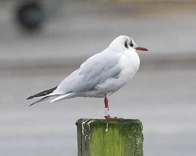 Black-headed Gull (Chroicocephalus ridibundus) [Dragør, Denmark]
