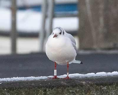 Black-headed Gull (Chroicocephalus ridibundus) [Dragør, Denmark]