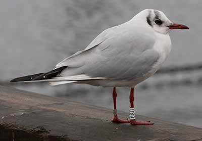 Black-headed Gull (Chroicocephalus ridibundus) [Dragør, Denmark]